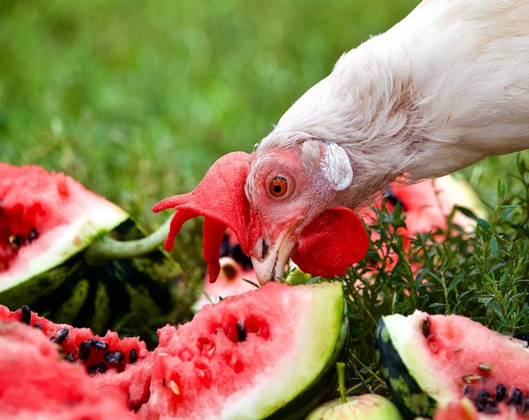 Indulge in the Refreshing Watermelon Gelato Strain